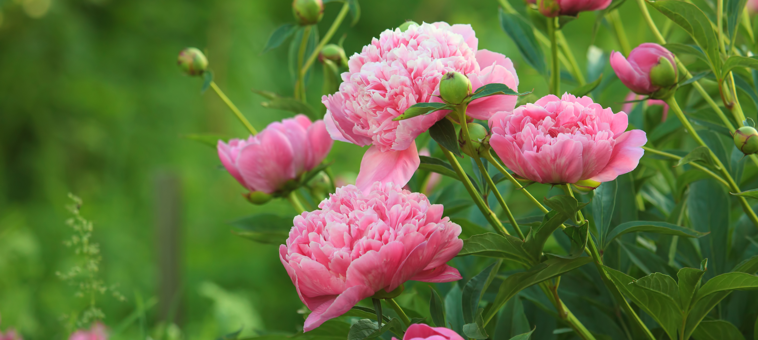 Gyula - Hunguest Hotel Gyula - Ofertă de Rusalii și Ziua Copilului